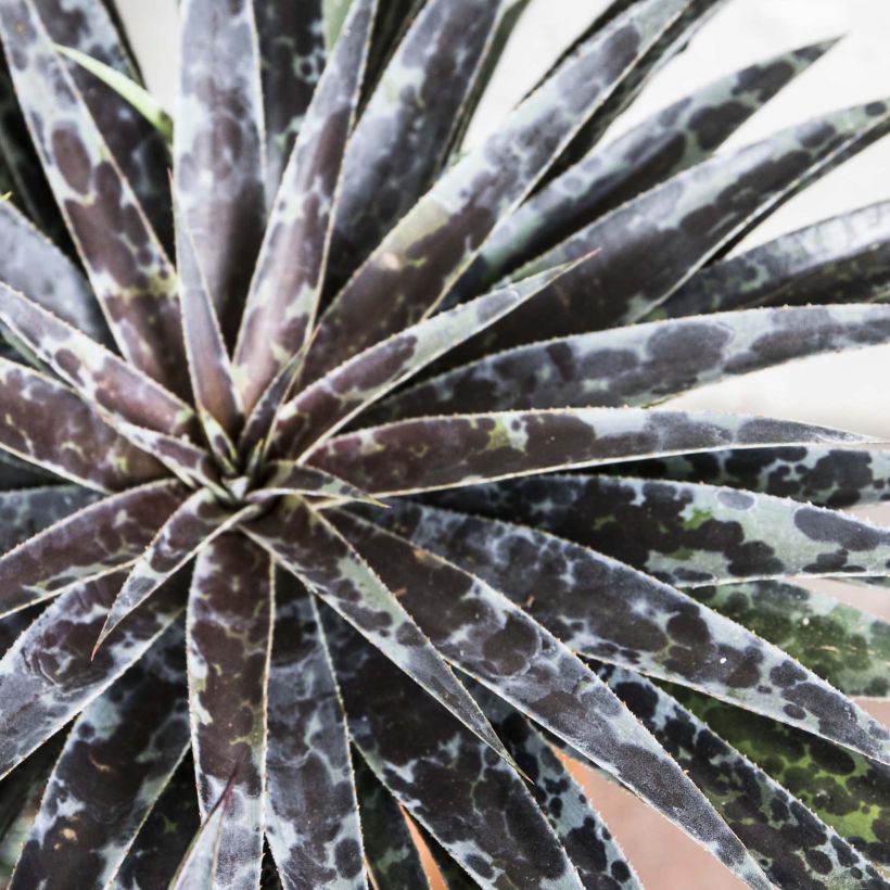 Mangave Moonglow (Folhagem)