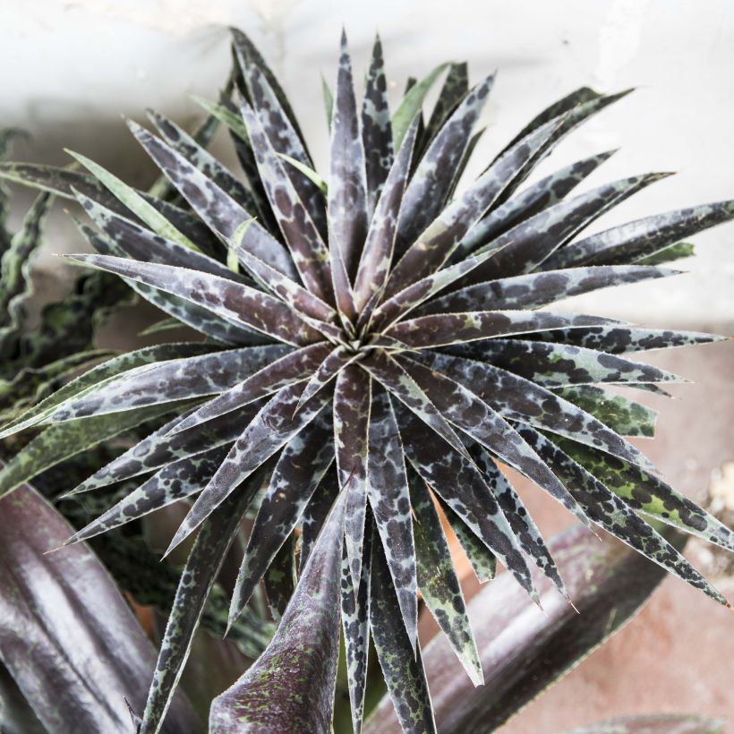 Mangave Moonglow (Hábito)