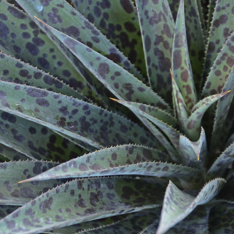 Mangave Pineapple Express (Folhagem)