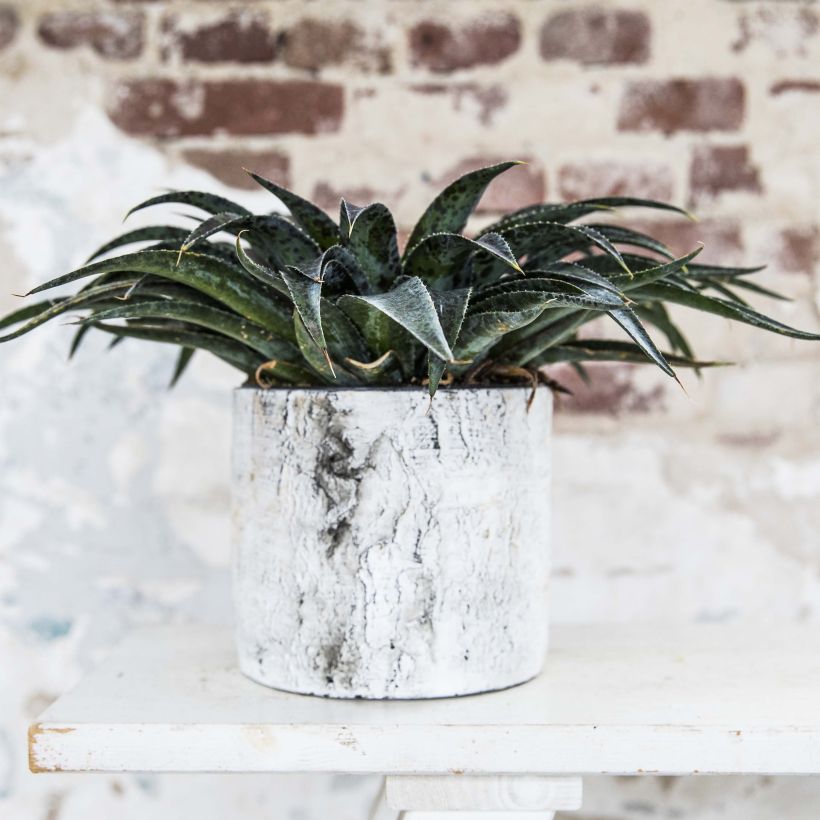 Mangave Pineapple Express (Hábito)