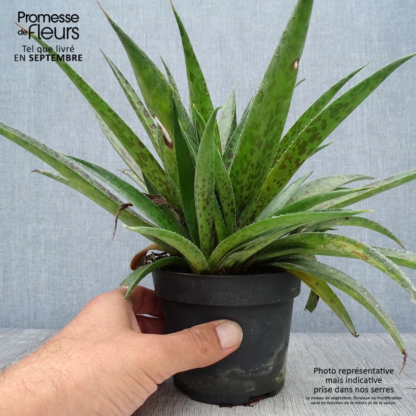 Amostra de Mangave Pineapple Express Vaso de 1 L/1,5 L tal como entregue no outono