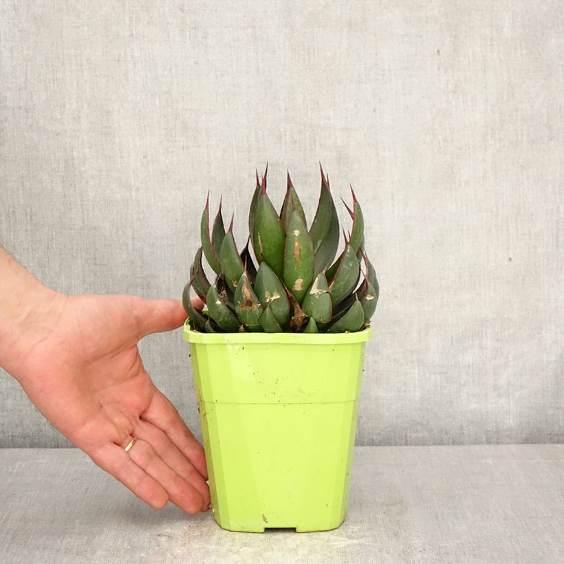 Amostra de Mangave Praying Hands Vaso de 3 L/4 L tal como entregue na primavera