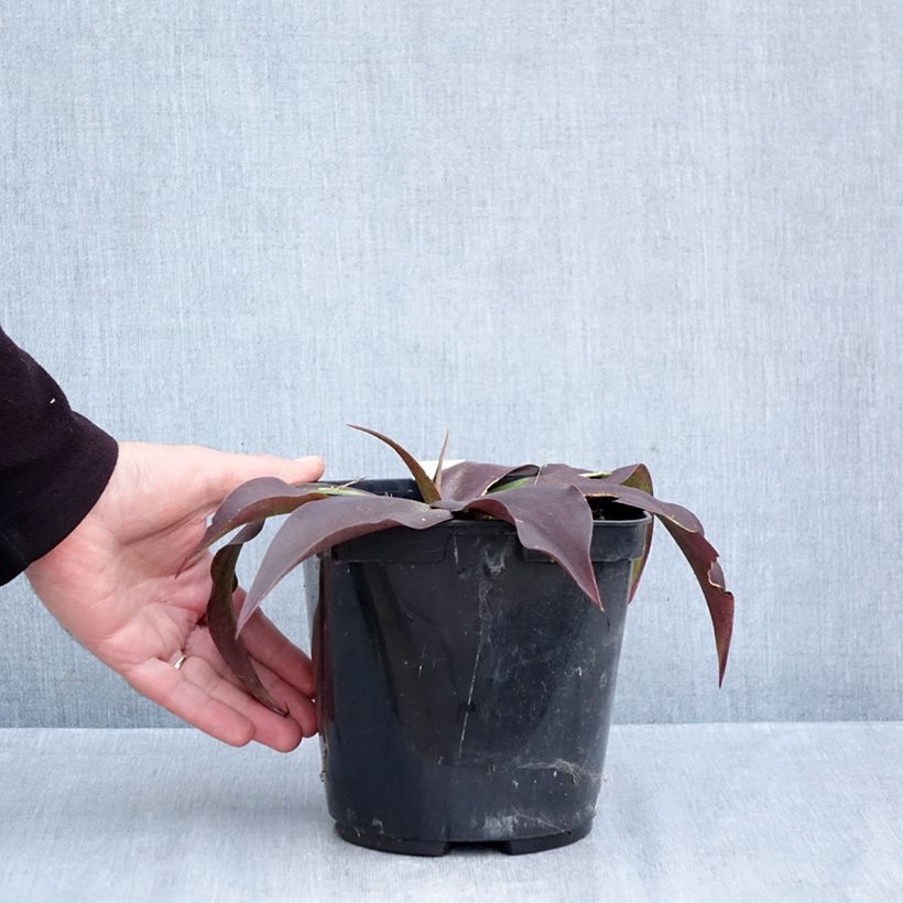 Amostra de Agave undulata Purple Passion Vaso de 3 L/4 L tal como entregue no outono