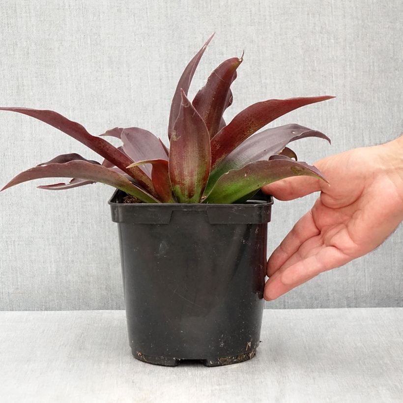 Amostra de Mangave Purple passion - Manfreda hybride Pot de 3L/4L tal como entregue no verão