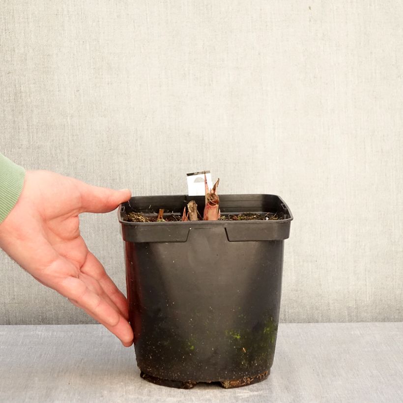 Amostra de Agave undulata Purple Passion Vaso de 3 L/4 L tal como entregue no inverno