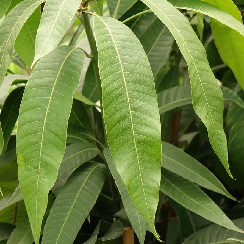 Mangueira - Mangifera indica (Folhagem)