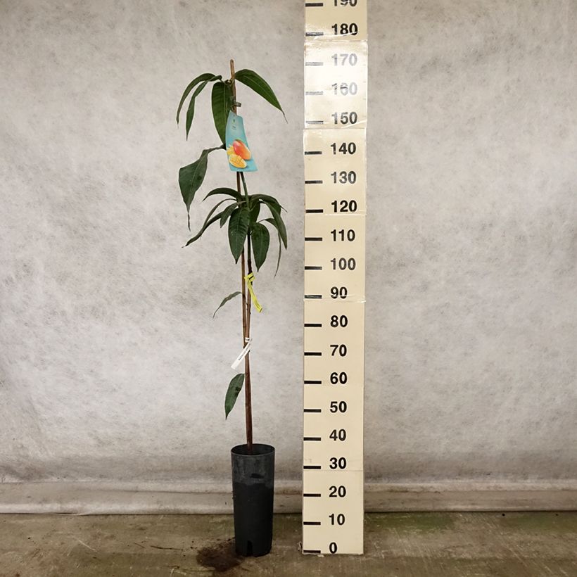 Amostra de Mangueira - Mangifera indica Vaso de 6 L/7 L tal como entregue no outono