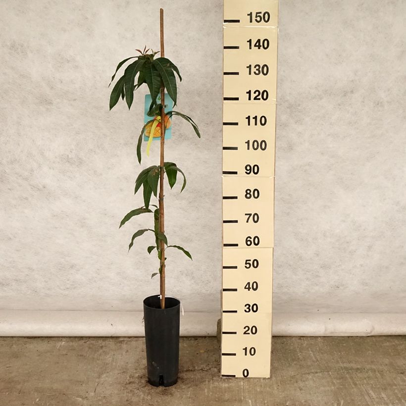 Amostra de Mangueira - Mangifera indica Vaso de 6 L/7 L tal como entregue no verão