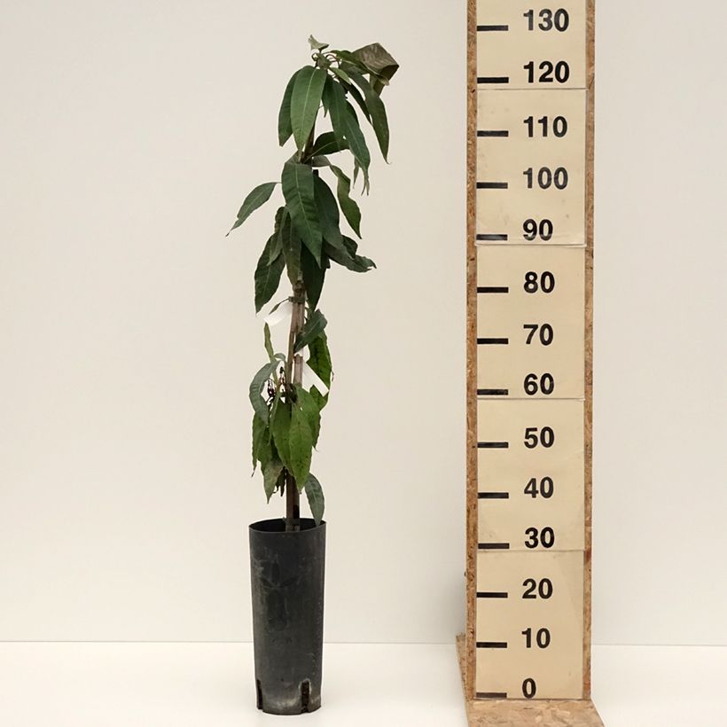 Amostra de Mangifera indica - Manguier Pot de 6L/7L tal como entregue no inverno