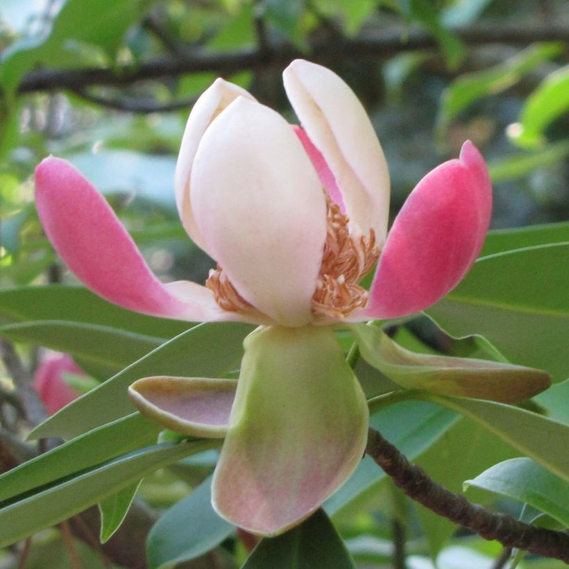 Magnolia insignis (Floração)