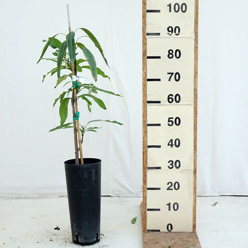 Amostra de Mangueira Irwin - Mangifera indica Vaso de 6 L/7 L tal como entregue no outono