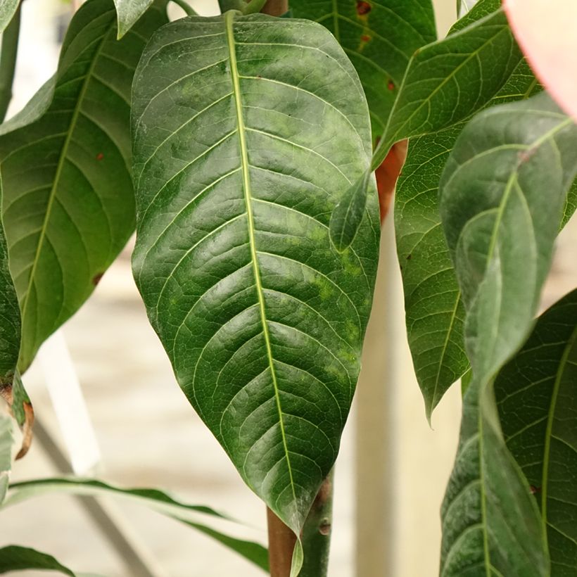 Mangueira Keitt - Mangifera indica (Folhagem)