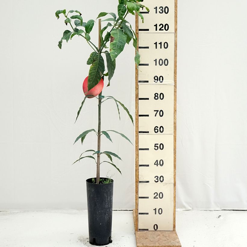 Amostra de Mangueira Keitt - Mangifera indica Vaso de 6 L/7 L tal como entregue no verão