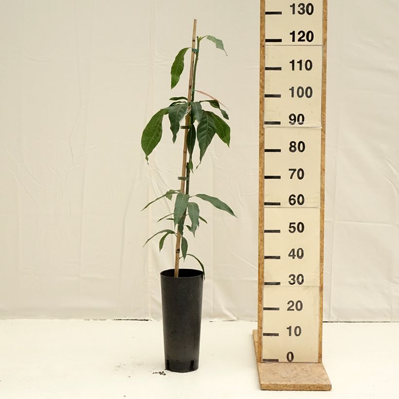 Amostra de Manguier Keitt - Mangifera indica Pot de 6L/7L tal como entregue na primavera