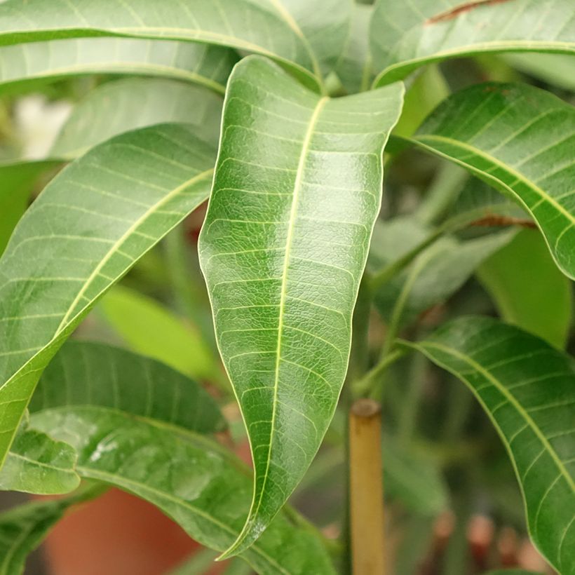 Mangueira Kent - Mangifera indica (Folhagem)