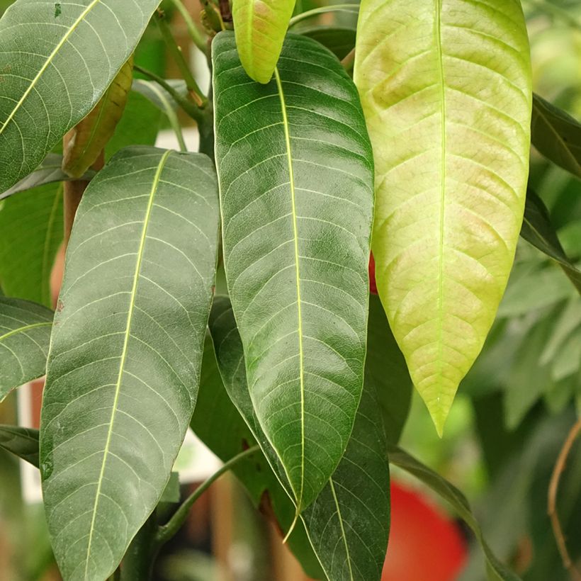 Mangueira Osteen - Mangifera indica (Folhagem)