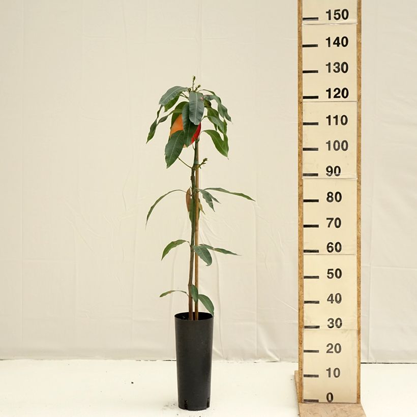 Amostra de Manguier Osteen - Mangifera indica Pot de 6L/7L tal como entregue na primavera