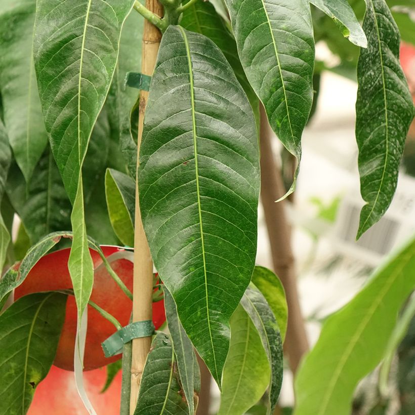 Mangueira Palmer - Mangifera indica (Folhagem)