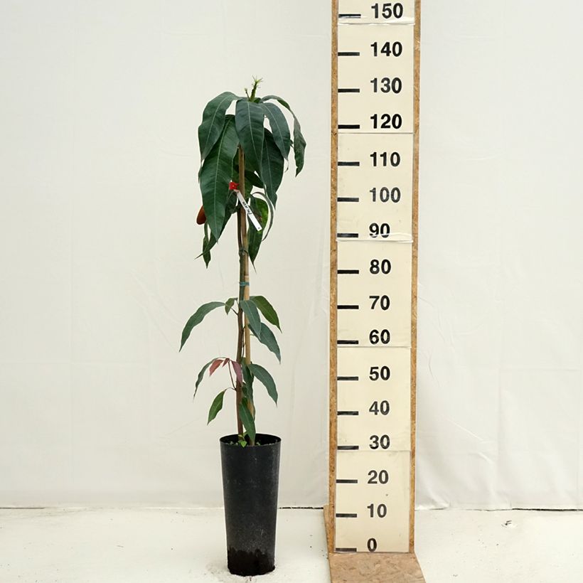 Amostra de Mangueira Palmer - Mangifera indica Vaso de 6 L/7 L tal como entregue no verão