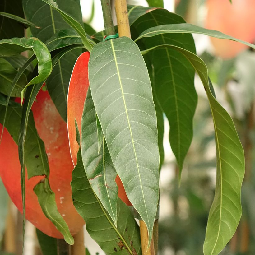 Mangueira Tommy Atkins - Mangifera indica (Folhagem)