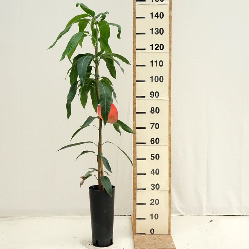 Amostra de Mangueira Tommy Atkins - Mangifera indica Vaso de 6 L/7 L tal como entregue no verão