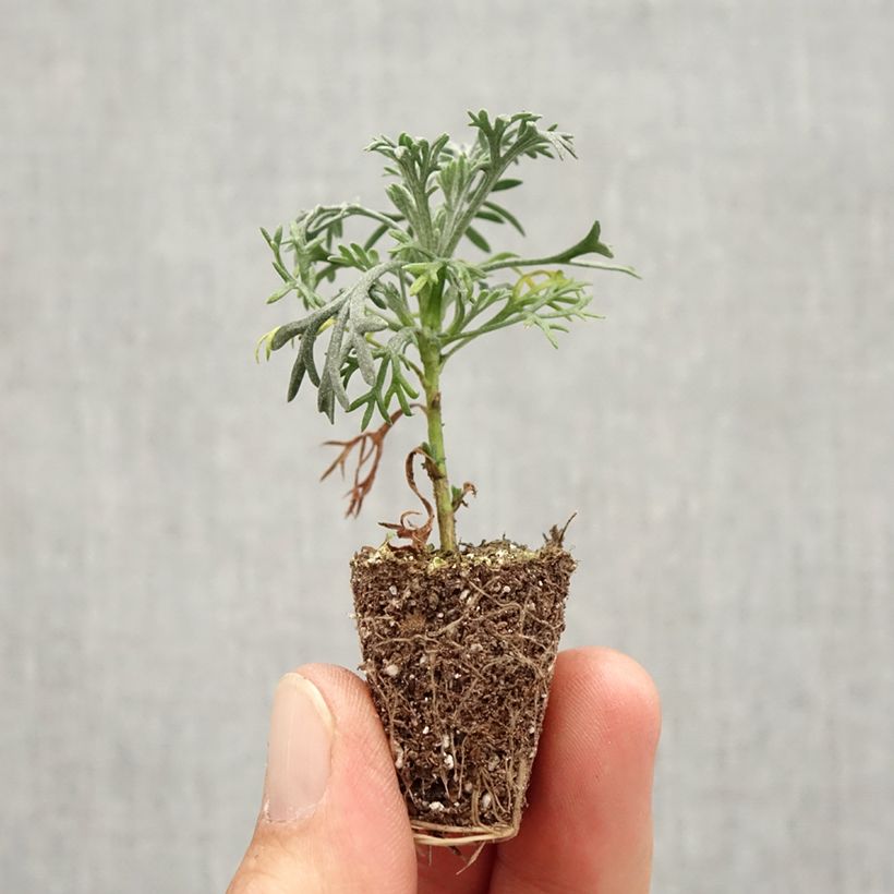 Amostra de Marguerite du Maroc Flirt - Rhodanthemum hosmariense  Mini-motte Mini-torrão Ø 3/4 cm tal como entregue no outono