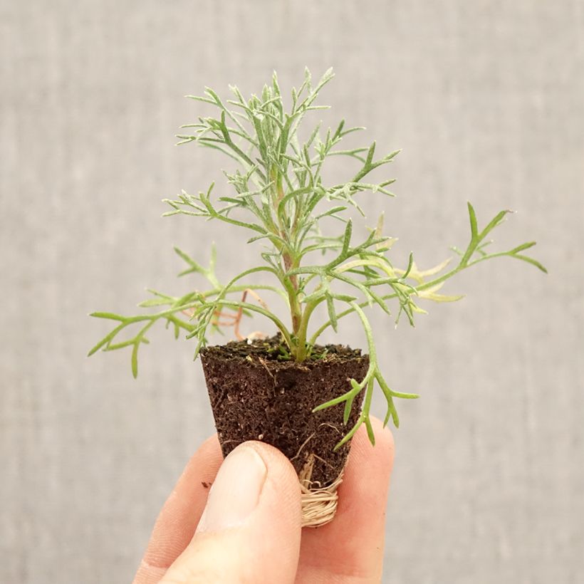 Amostra de Rhodanthemum Flirt Mini-torrão Ø 3/4 cm tal como entregue na primavera