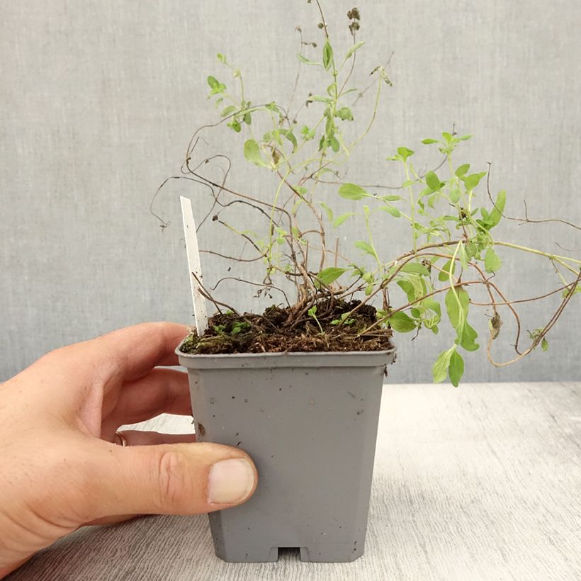 Amostra de Manjerona Pizza - Origanum majorana Vaso de 8/9 cm tal como entregue no outono
