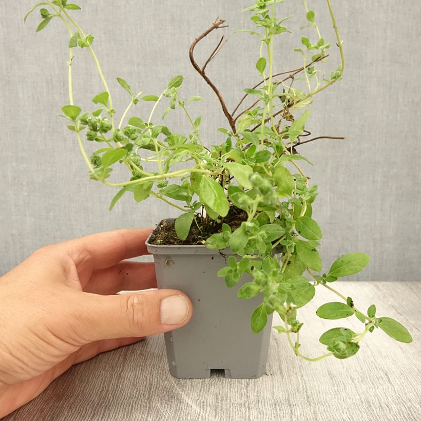 Amostra de Manjerona Pizza - Origanum majorana Vaso de 8/9 cm tal como entregue no verão