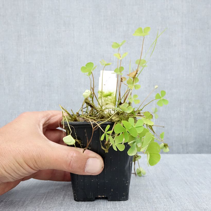 Amostra de Marsilea quadrifolia Vaso de 8/9 cm tal como entregue no verão