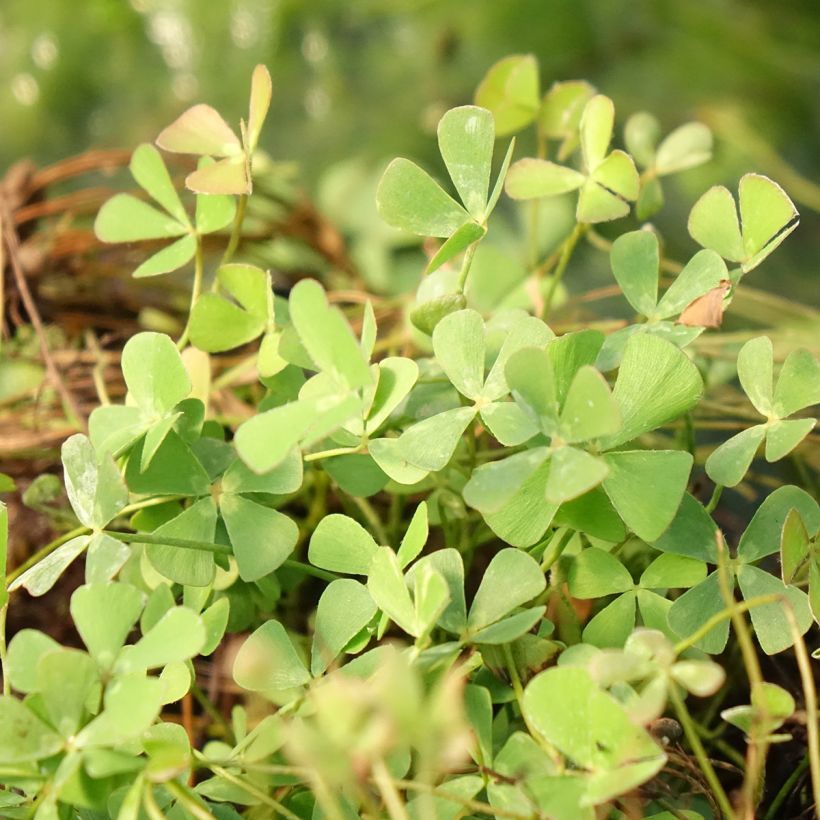 Marsilea quadrifolia (Folhagem)