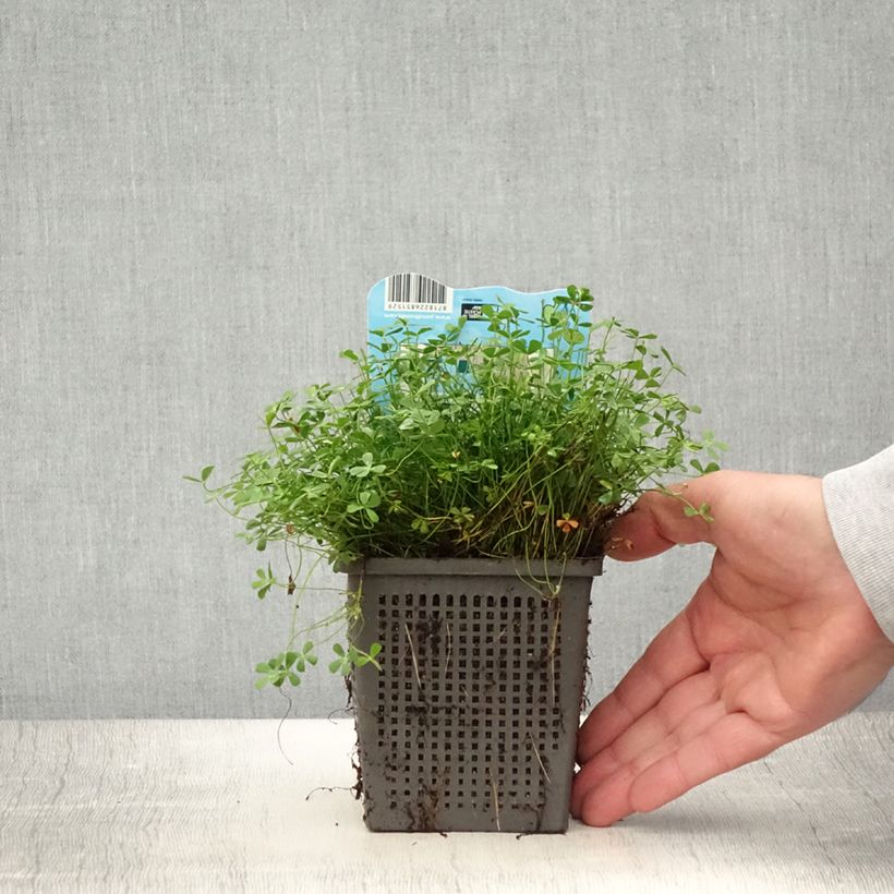 Amostra de Marsilea quadrifolia Vaso de 1 L/1,5 L tal como entregue no verão
