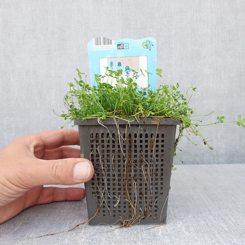 Amostra de Marsilea quadrifolia - Marsilée à quatre feuilles Pot de 1L/1,5L tal como entregue na primavera