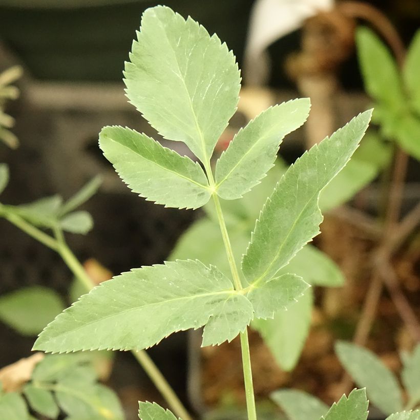 Mathiasella bupleuroides Green Dream (Folhagem)