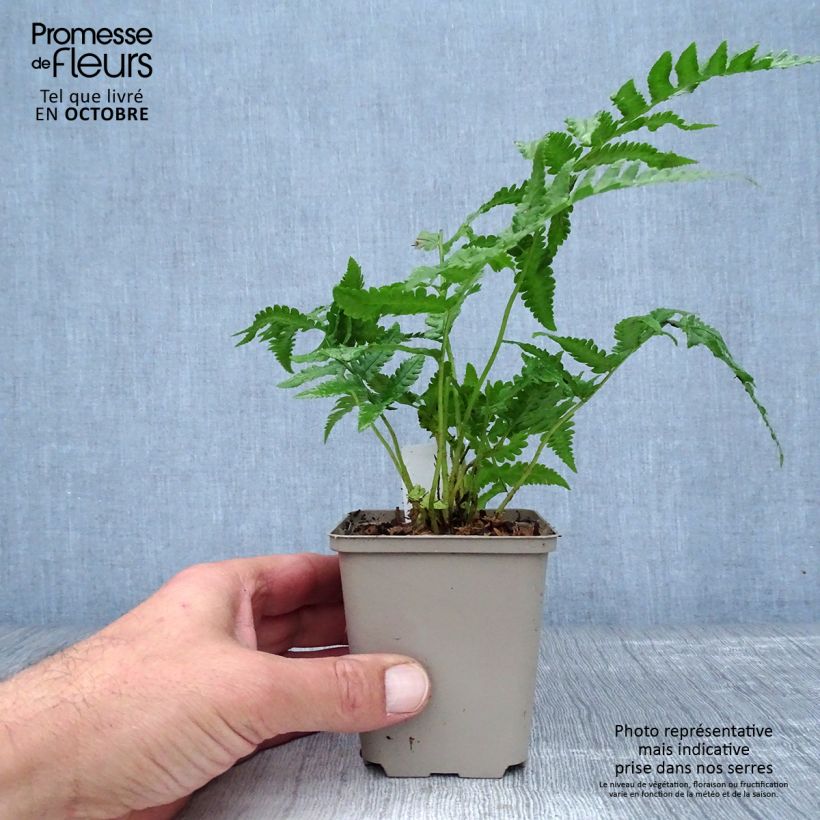 Amostra de Matteuccia orientalis Vaso de 8/9 cm tal como entregue no outono