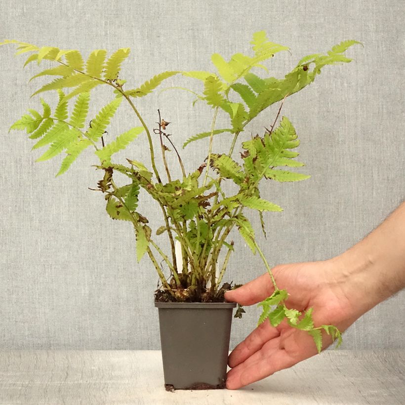Amostra de Matteuccia orientalis Vaso de 8/9 cm tal como entregue no verão