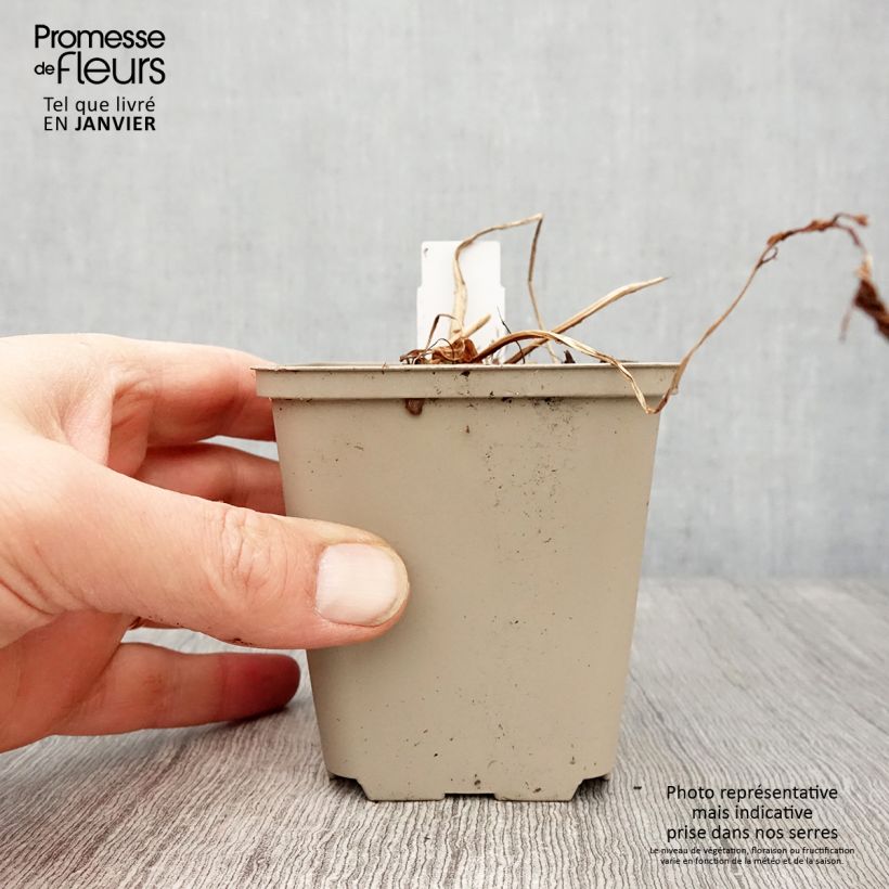 Amostra de Matteuccia orientalis Vaso de 8/9 cm tal como entregue no inverno