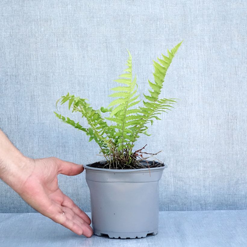 Amostra de Matteuccia struthiopteris Vaso de 2 L/3 L tal como entregue no verão