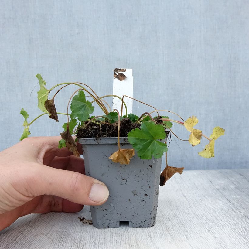Amostra de Malva-almiscarada Alba - Malva moschata Vaso de 7/8 cm tal como entregue no outono
