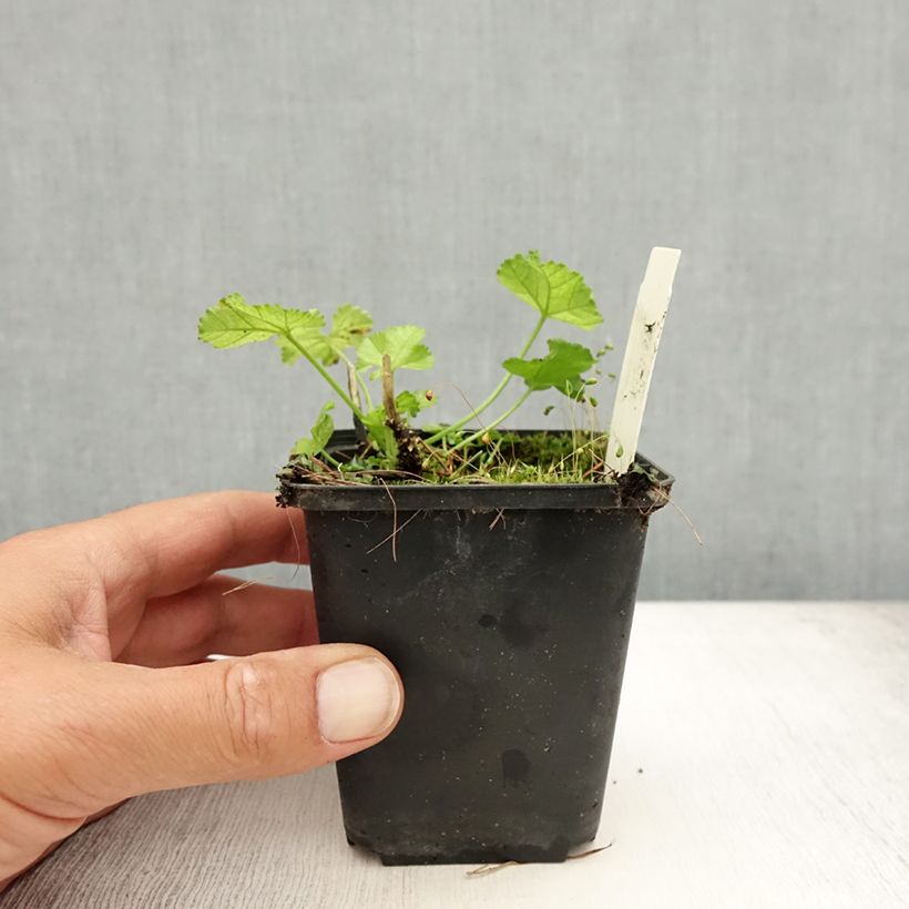 Amostra de Malva-almiscarada Alba - Malva moschata Vaso de 7/8 cm tal como entregue no verão