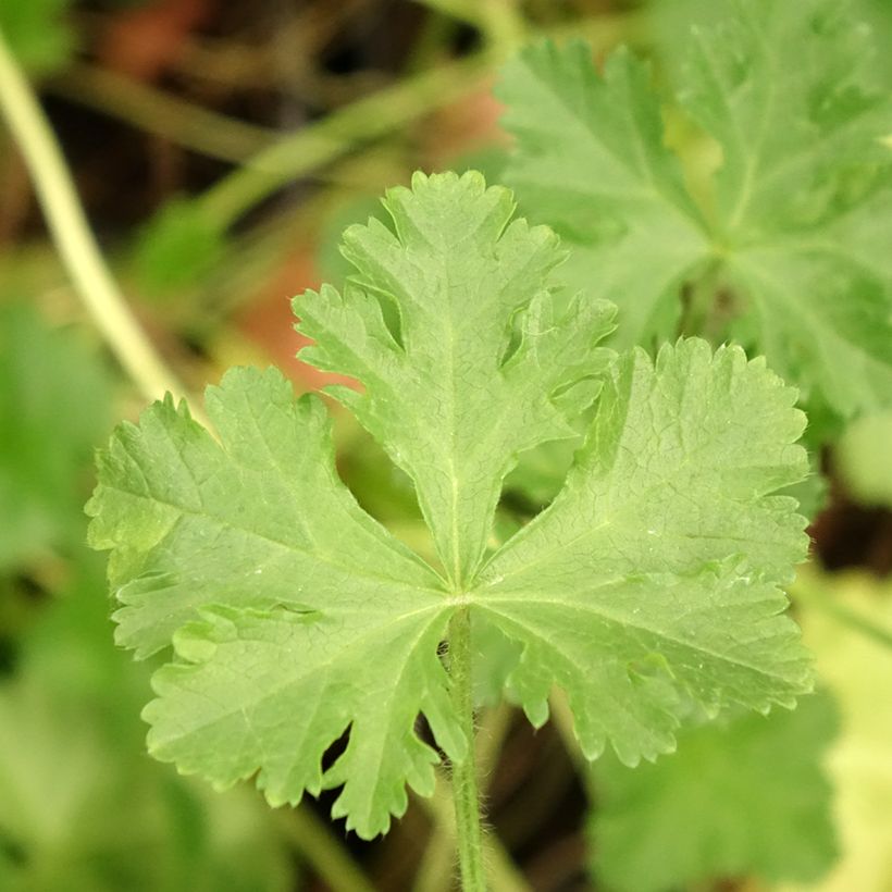 Malva-almiscarada rosea - Malva moschata (Folhagem)