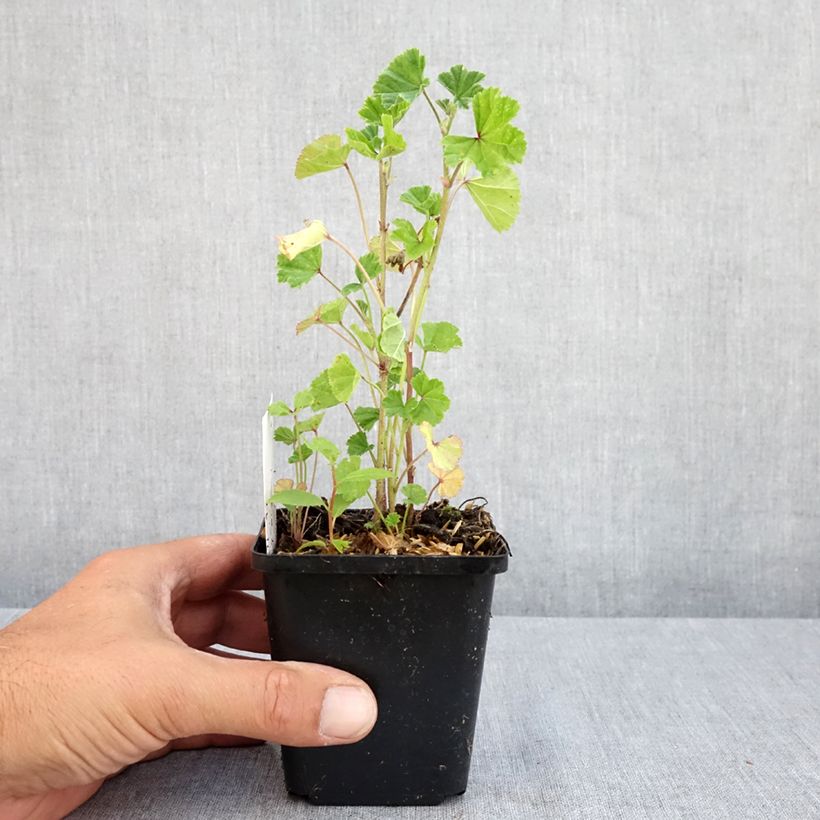 Amostra de Malva-silvestre  - Malva sylvestris Vaso de 7/8 cm tal como entregue no verão