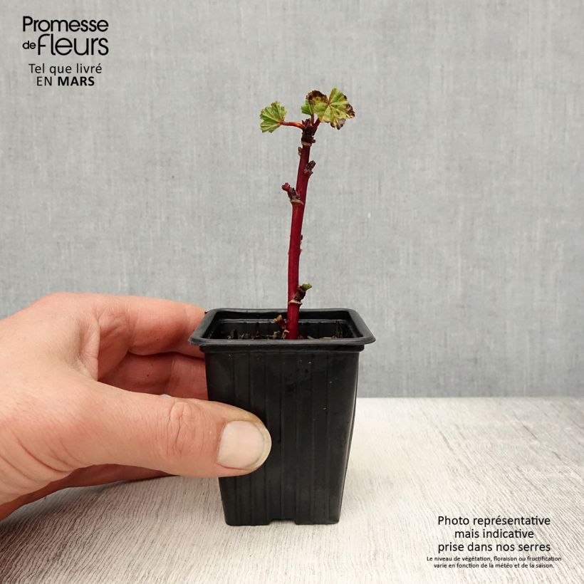 Amostra de Malva-silvestre  - Malva sylvestris Vaso de 7/8 cm tal como entregue na primavera