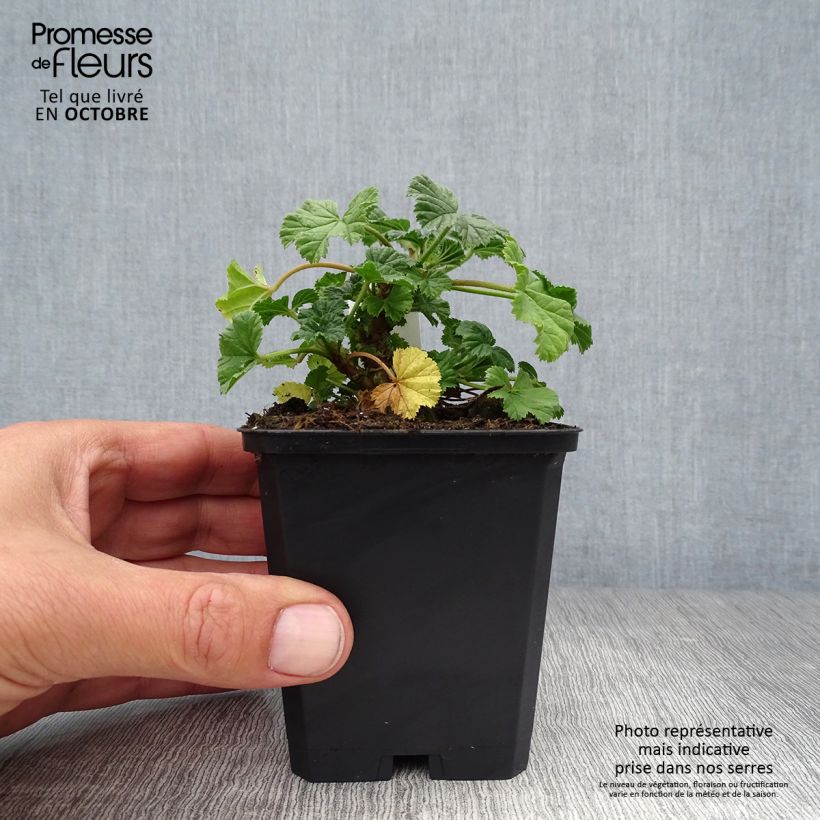 Amostra de Malva silvestre Primley Blue Vaso de 8/9 cm tal como entregue no outono