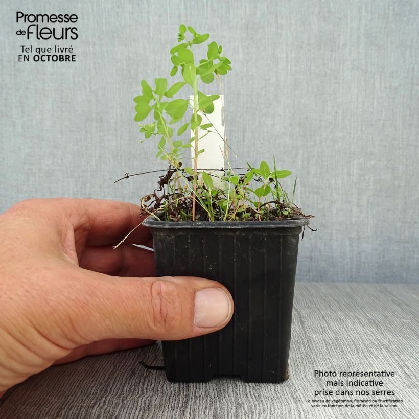 Amostra de Mazus reptans Vaso de 8/9 cm tal como entregue no outono