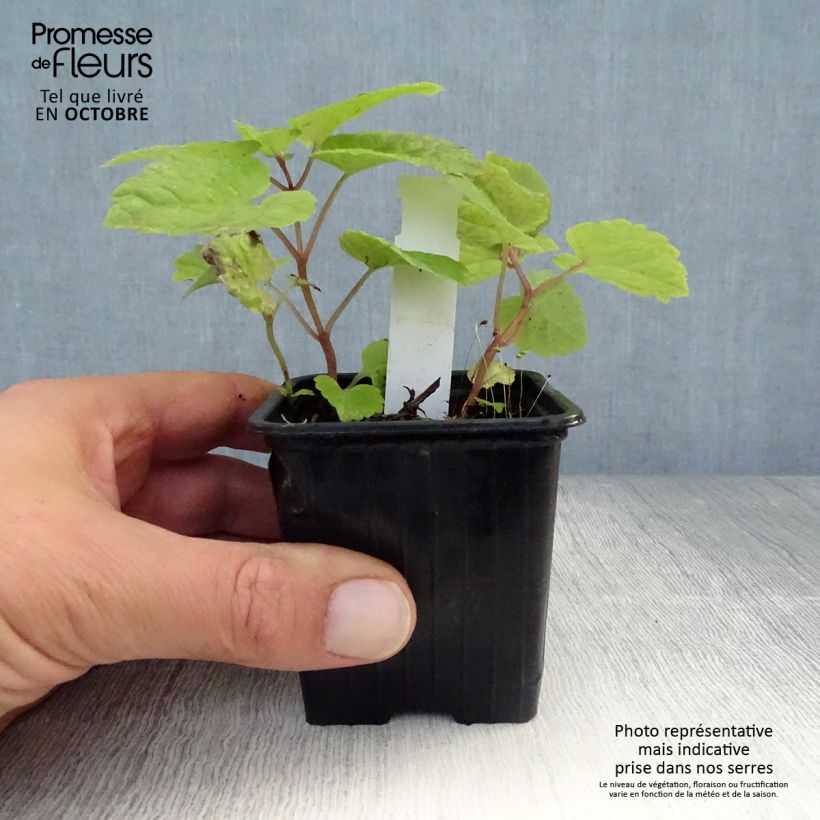 Amostra de Meehania urticifolia Japan Blau Vaso de 8/9 cm tal como entregue no outono