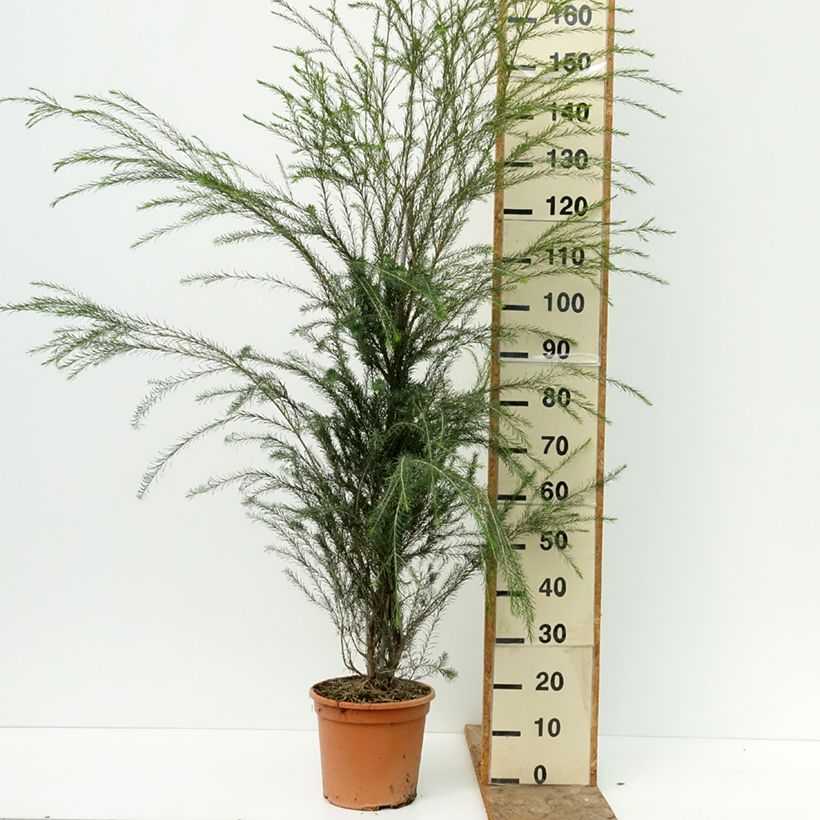 Amostra de Melaleuca alternifolia Vaso de 7,5 L/10 L tal como entregue no verão