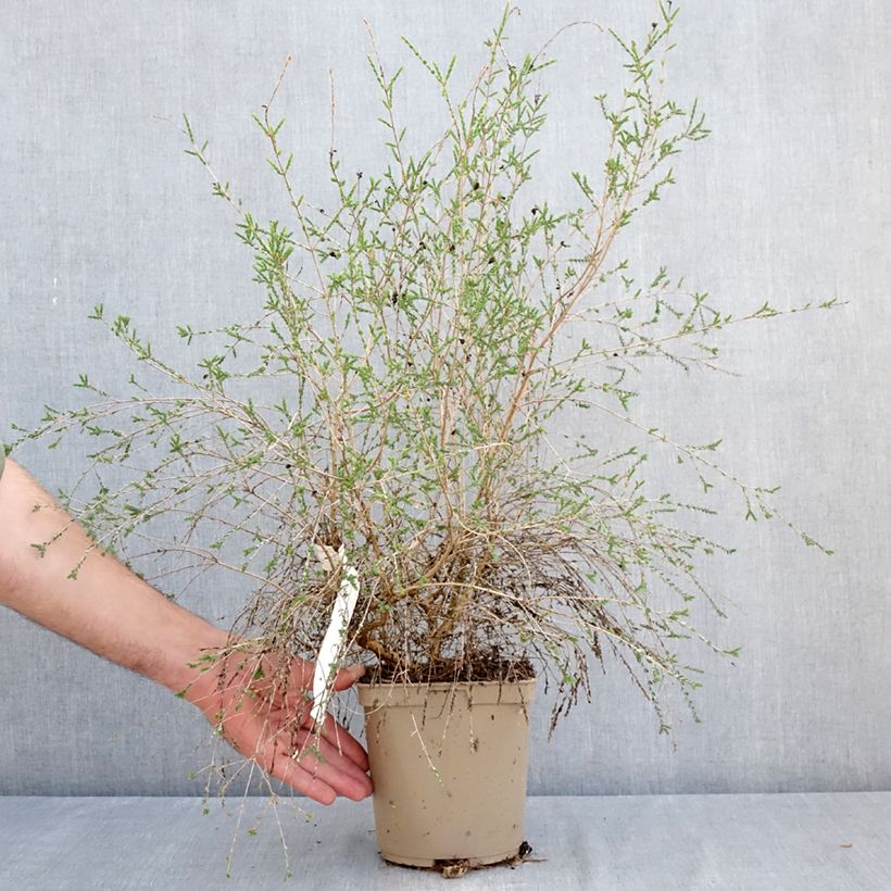 Amostra de Melaleuca gibbosa Vaso de 2 L/3 L tal como entregue no verão