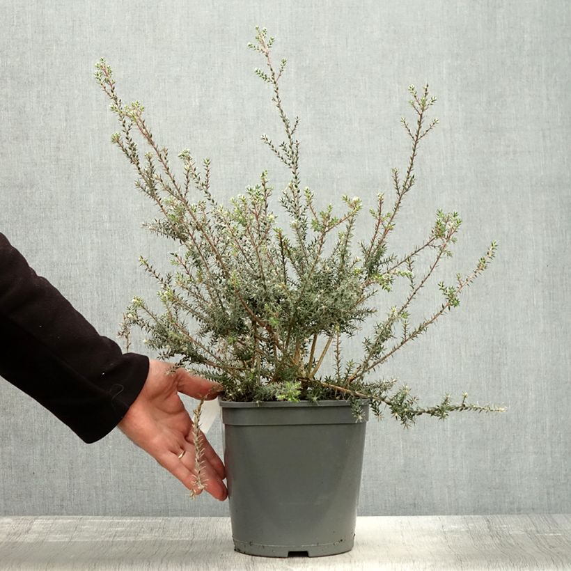 Amostra de Melaleuca squamea Vaso de 3 L/4 L tal como entregue no outono