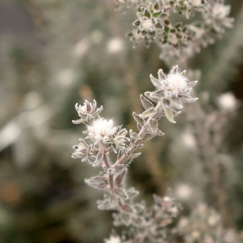 Melaleuca squamea (Floração)